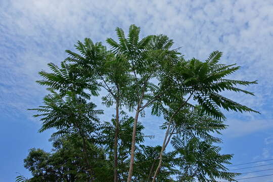 Image of Chinese Mahogany