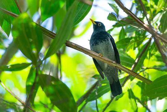 Plancia ëd Turdus flavipes Vieillot 1818