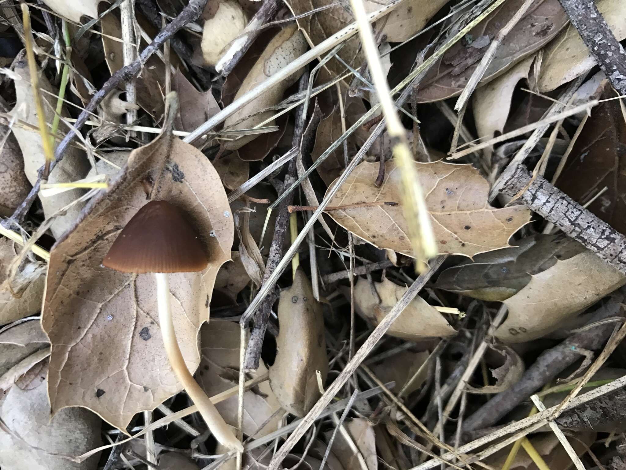 Image de Psathyrella atrospora A. H. Sm. 1972