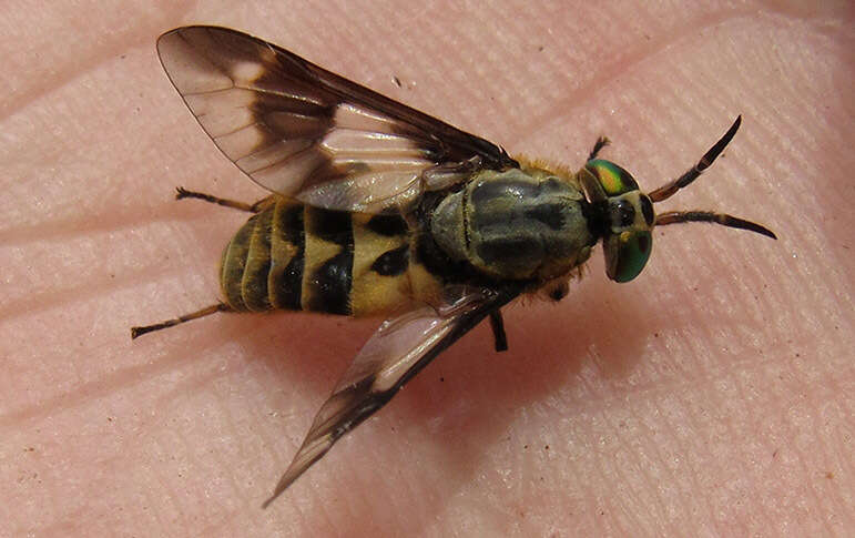 Image of Horse-fly