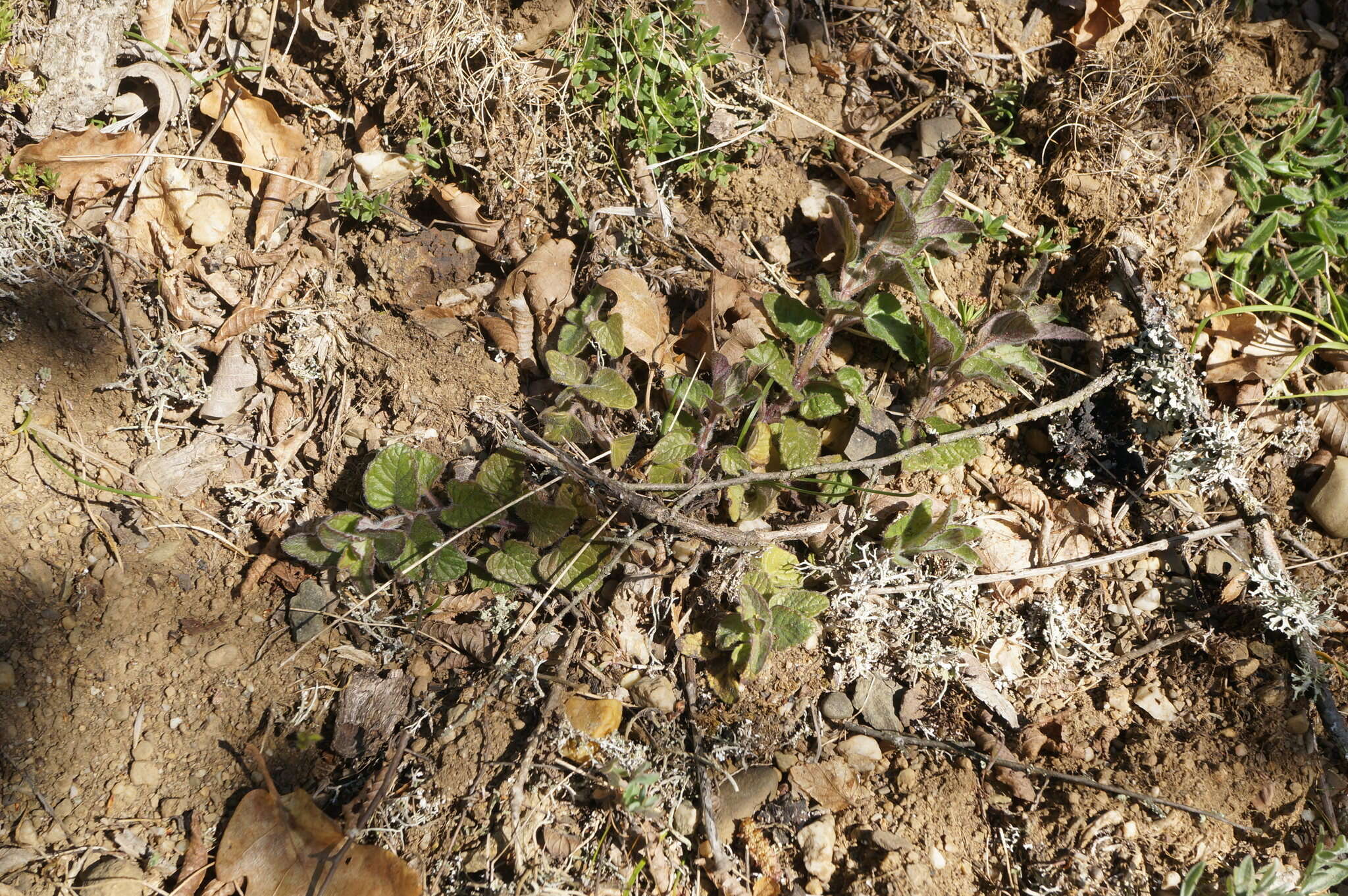 Image of Clinopodium caucasicum Melnikov