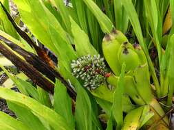 Image of Aechmea melinonii Hook.