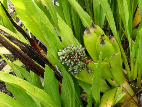 Image of Aechmea melinonii Hook.