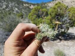 Слика од Erigeron compactus Blake