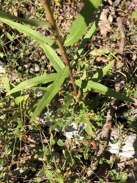 Image of anisescented goldenrod