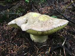 Image de Butyriboletus abieticola (Thiers) D. Arora & J. L. Frank 2014