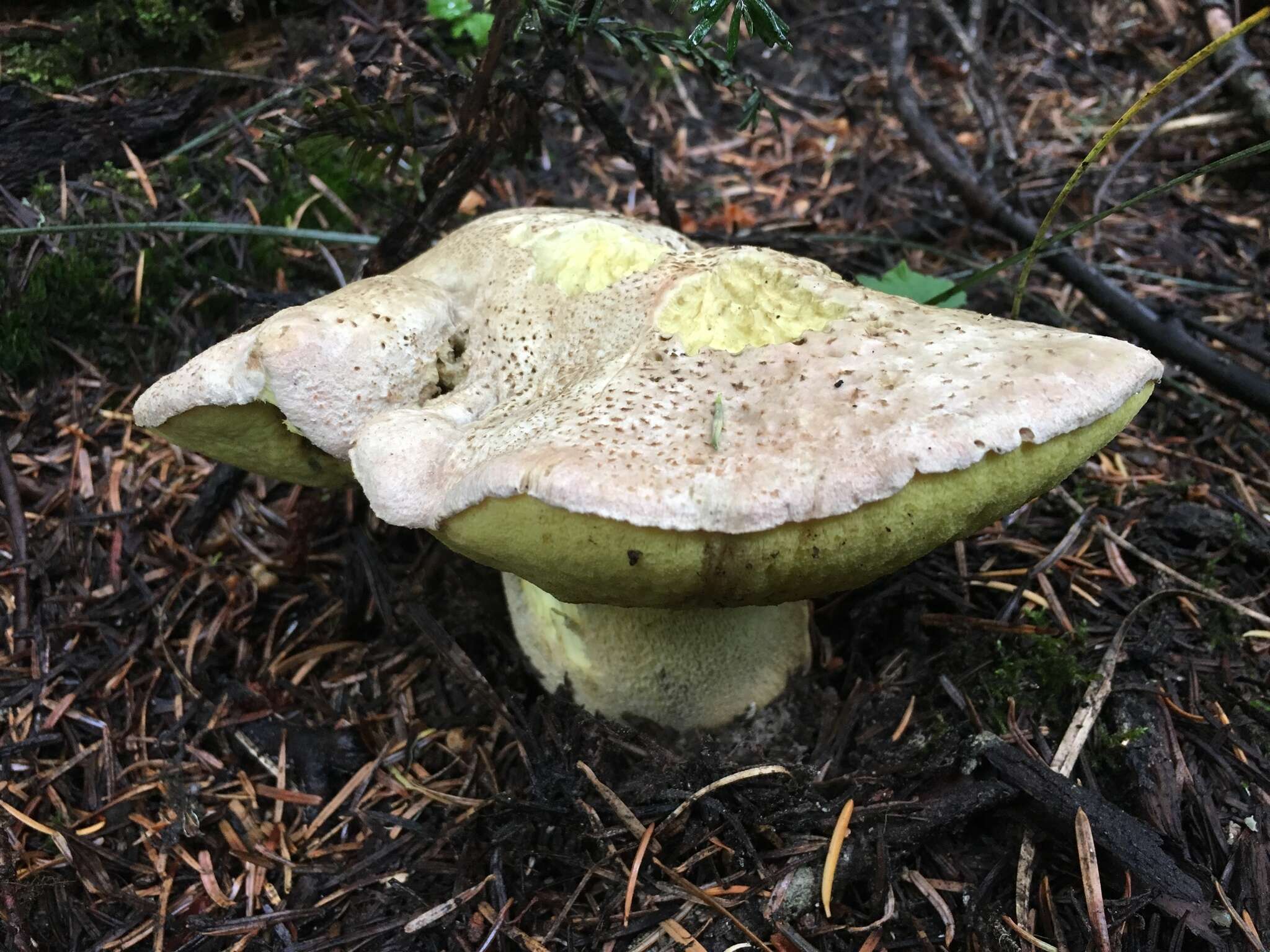 Image of Butyriboletus abieticola (Thiers) D. Arora & J. L. Frank 2014