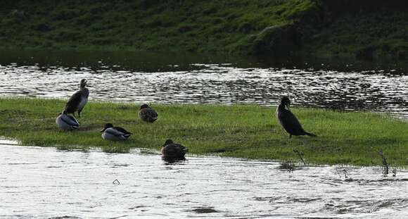 Image of Phalacrocorax carbo carbo (Linnaeus 1758)