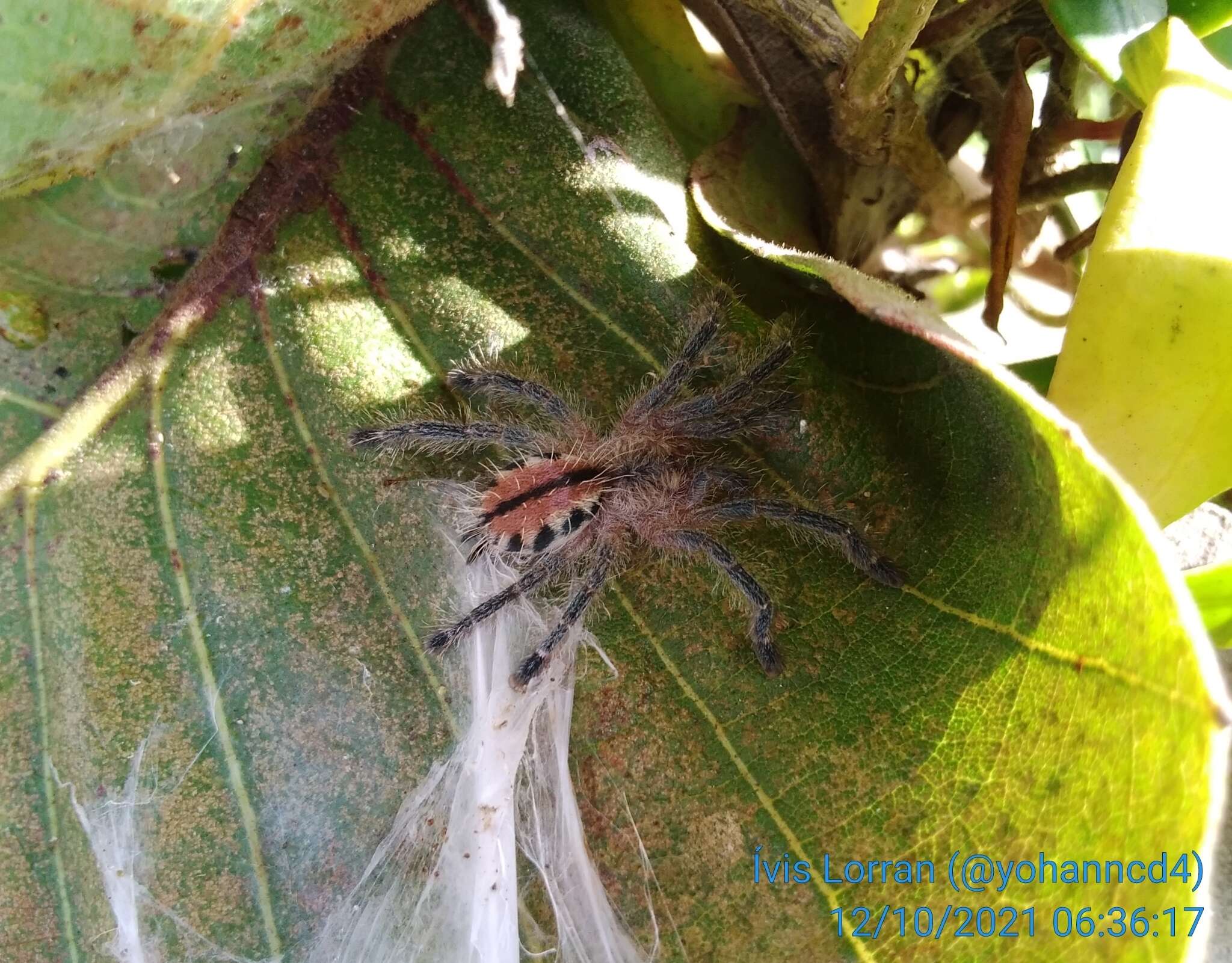 Image of Bahia Purple Red Tarantula