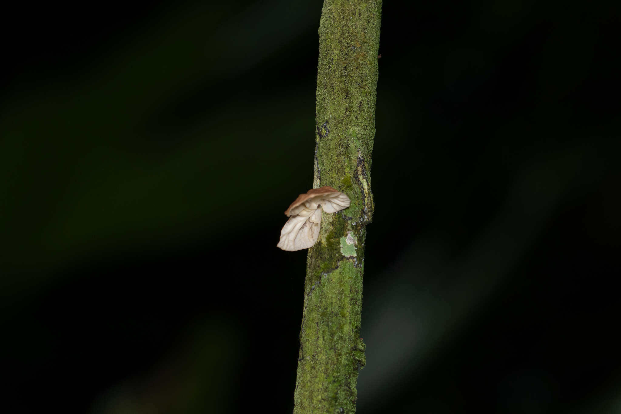 Image de Marasmius neosessilis Singer 1955