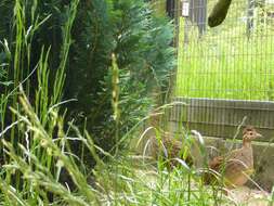 Image of Chilean Tinamou