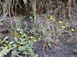 Bupleurum polyphyllum Ledeb. resmi