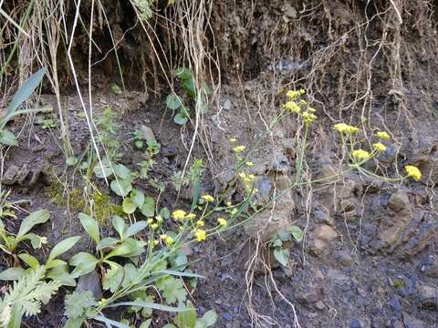 Sivun Bupleurum polyphyllum Ledeb. kuva