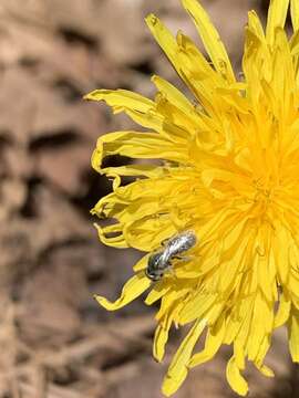 Image of Lasioglossum semicaeruleum (Cockerell 1895)