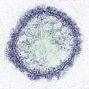施馬倫貝格病毒的圖片