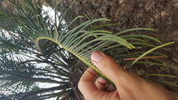 Image of Drakensberg Cycad