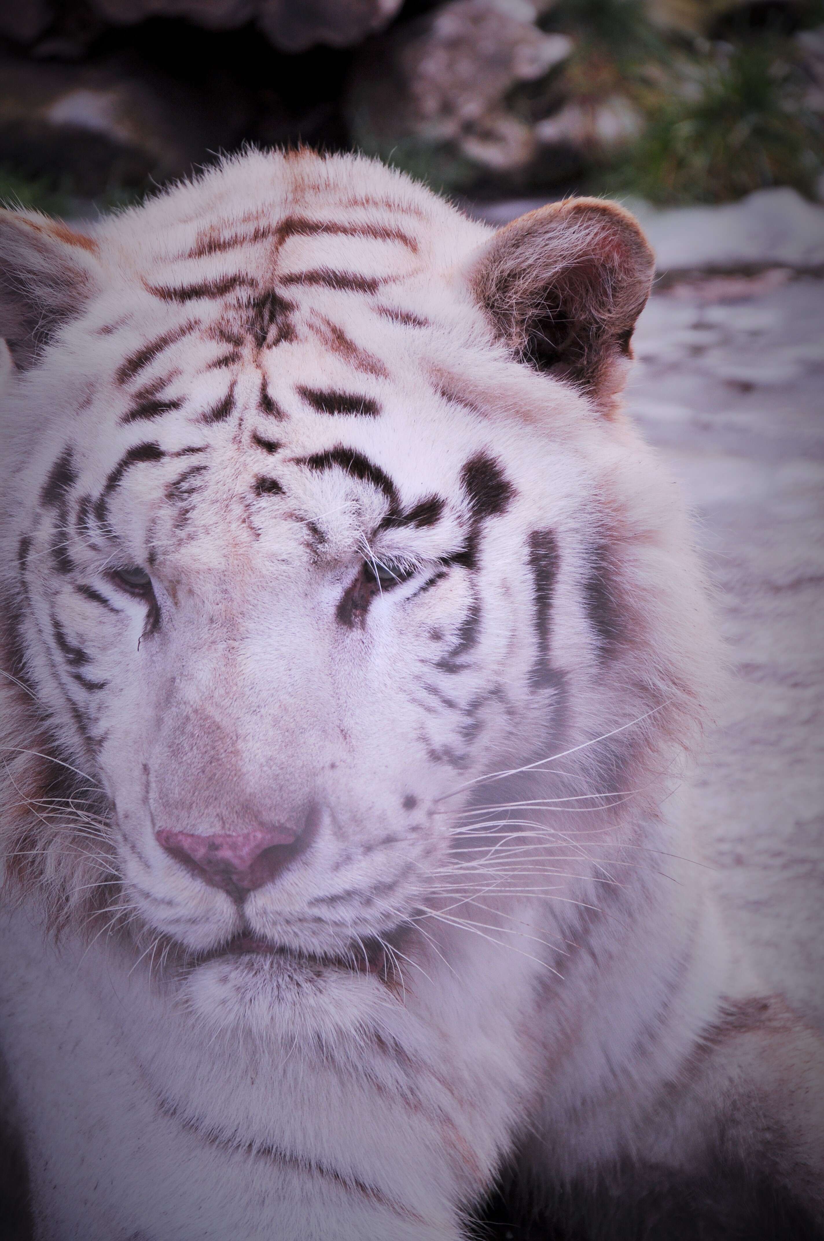 Image of Bengal Tiger