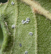 Image of Aleuroplatus coronata (Quaintance 1900)