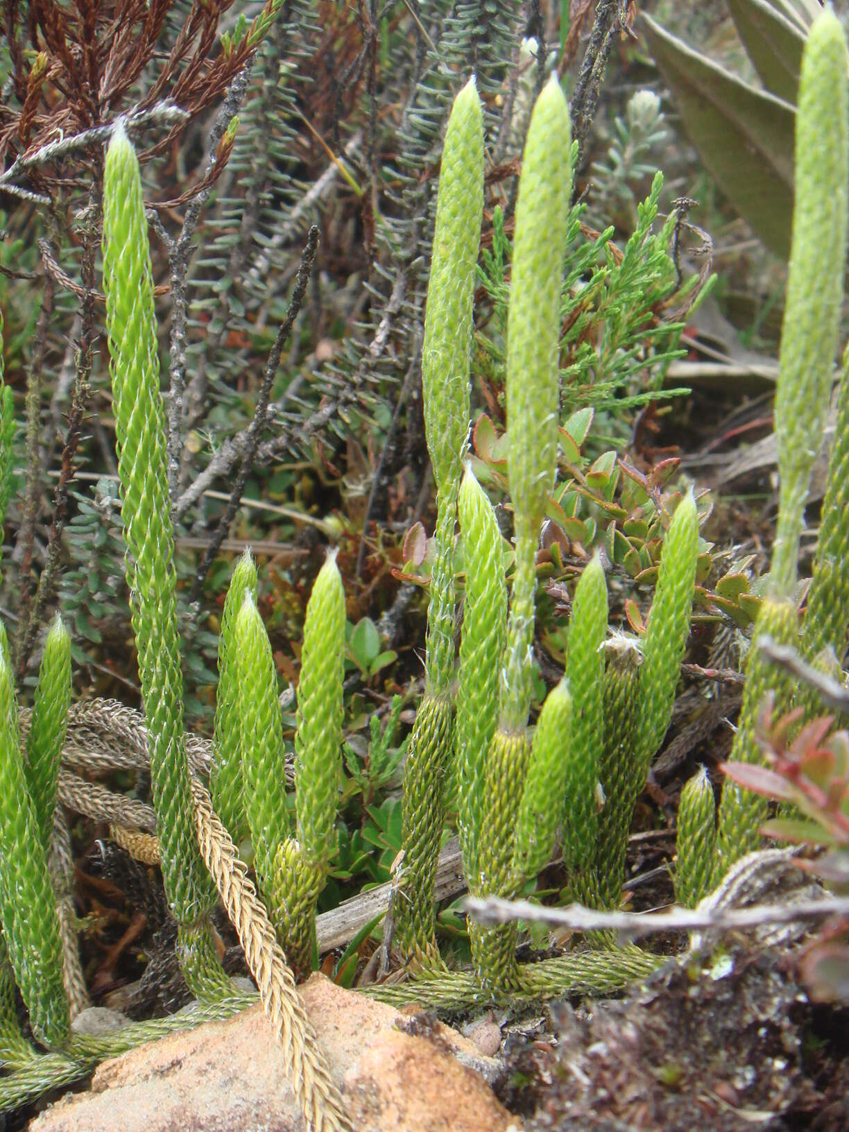 Image of Stag's-horn Clubmoss