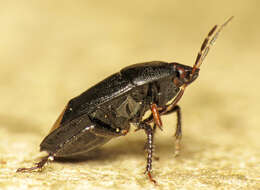 صورة <i>Sehirus luctuosus</i>