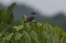 Image of Plain-colored Tanager