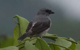 Image of Plain-colored Tanager