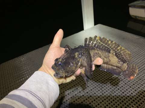 Image of Blotchtail toadfish