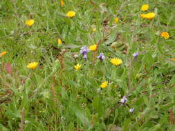 Plancia ëd Linaria amethystea (Vent.) Hoffmgg. & Link