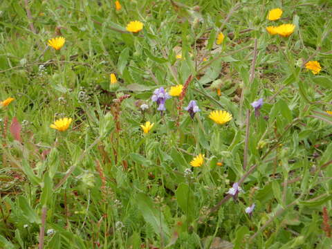 Plancia ëd Linaria amethystea (Vent.) Hoffmgg. & Link