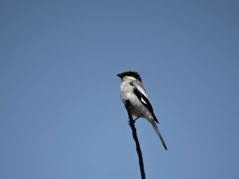 Image of Loggerhead Shrike