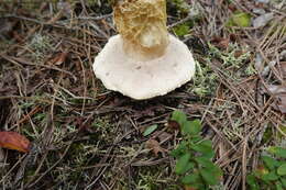 Sivun Austroboletus subflavidus (Murrill) Wolfe 1980 kuva