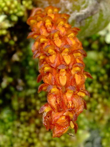 Imagem de Bulbophyllum wangkaense Seidenf.