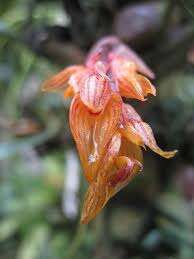 Imagem de Bulbophyllum wangkaense Seidenf.