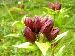 Image of Gentiana purpurea L.