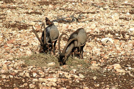 Image of Capra aegagrus cretica