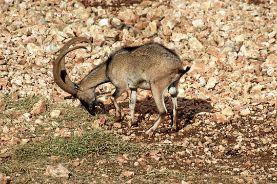 Image of Capra aegagrus cretica