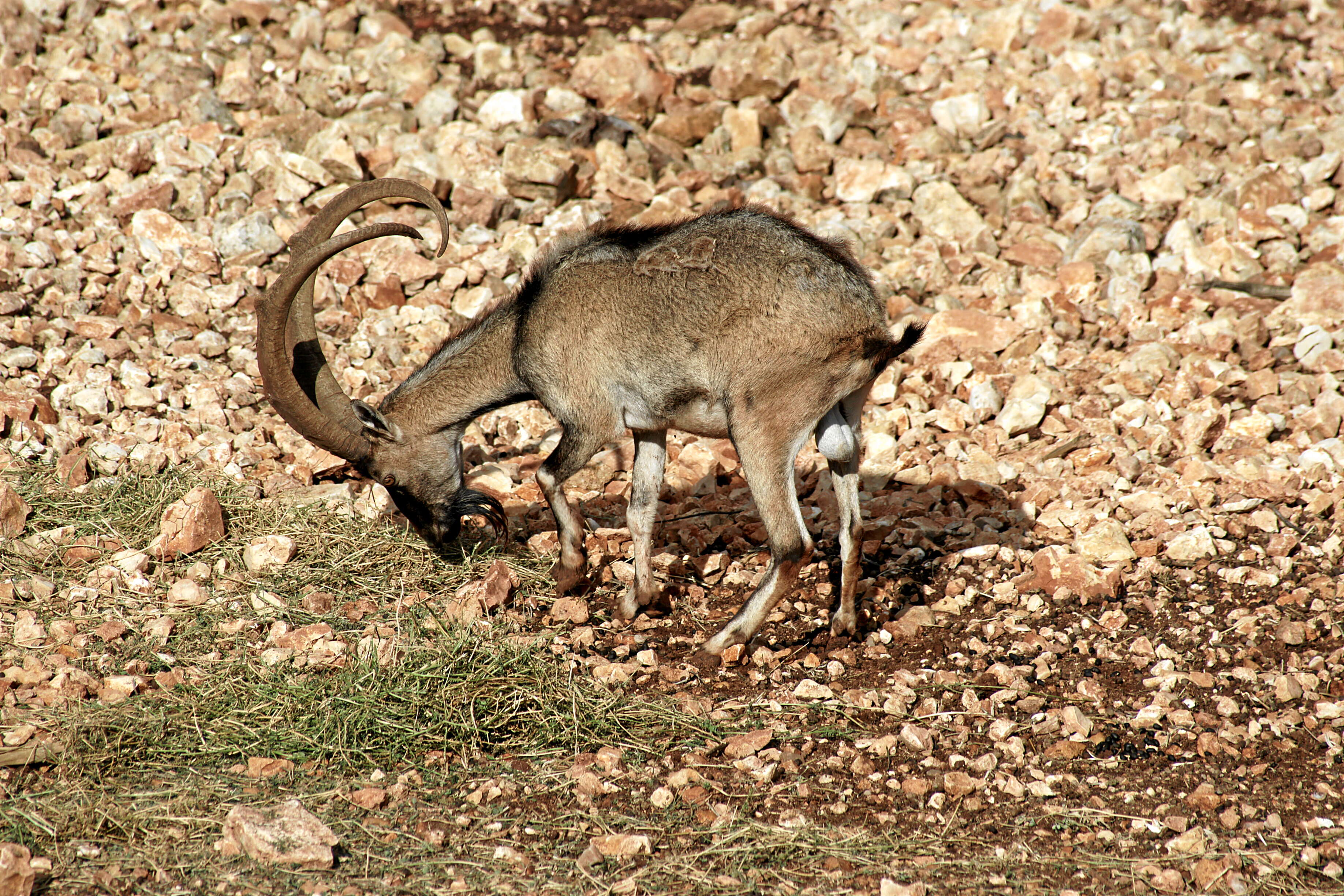 Image of Capra aegagrus cretica