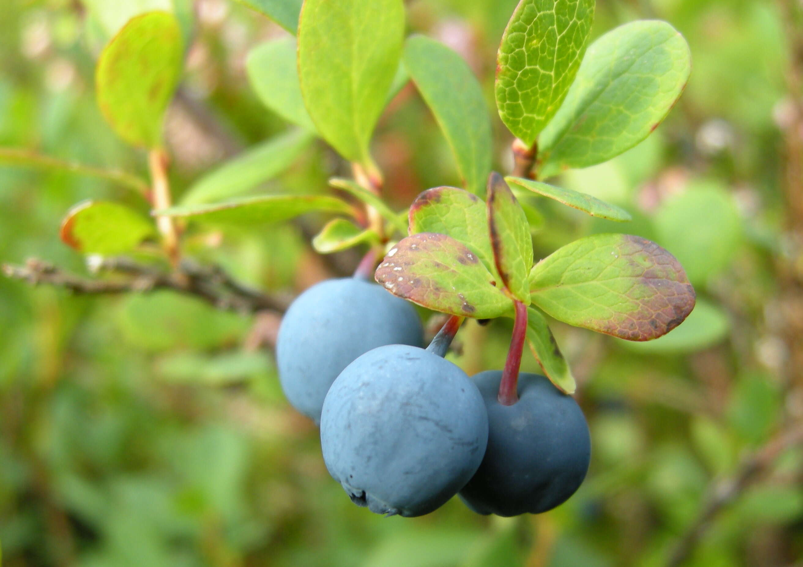 Image of alpine bilberry