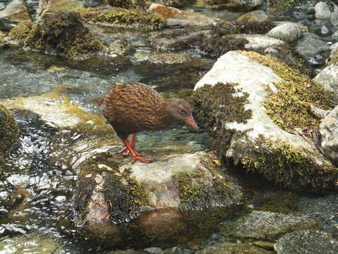 Image of Weka