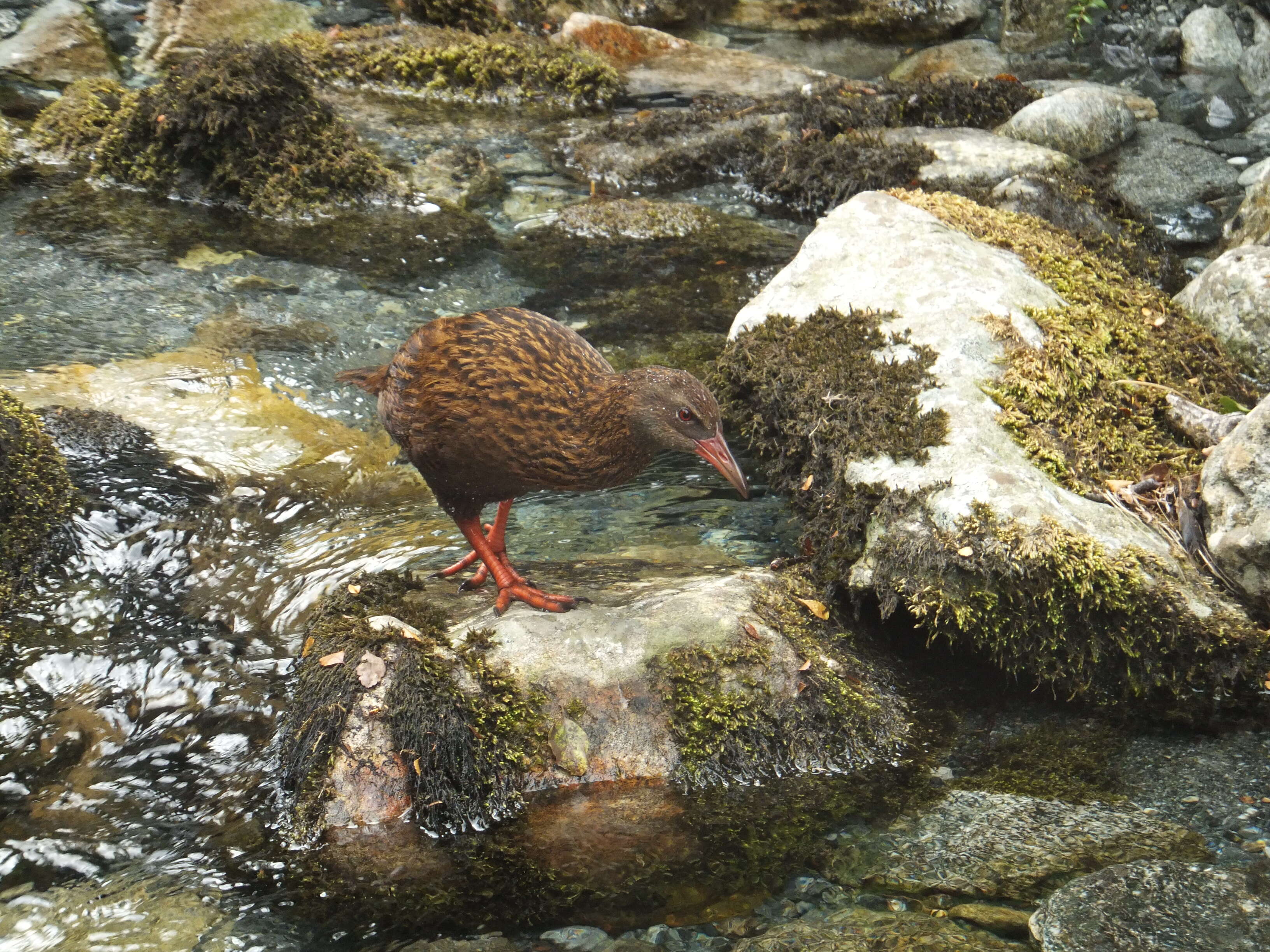 Image of Weka