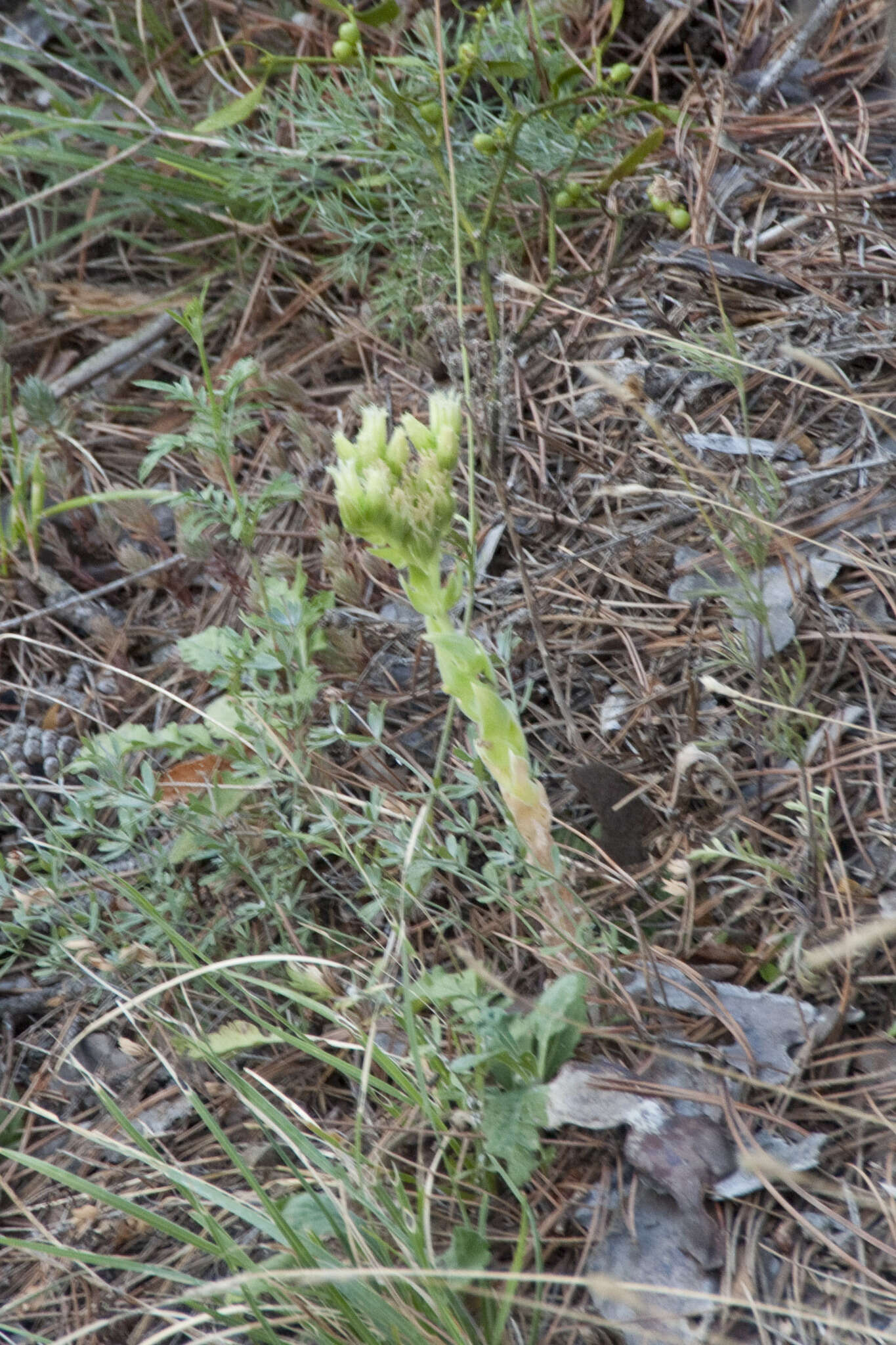 Image of Sempervivum globiferum subsp. hirtum (L.) H.