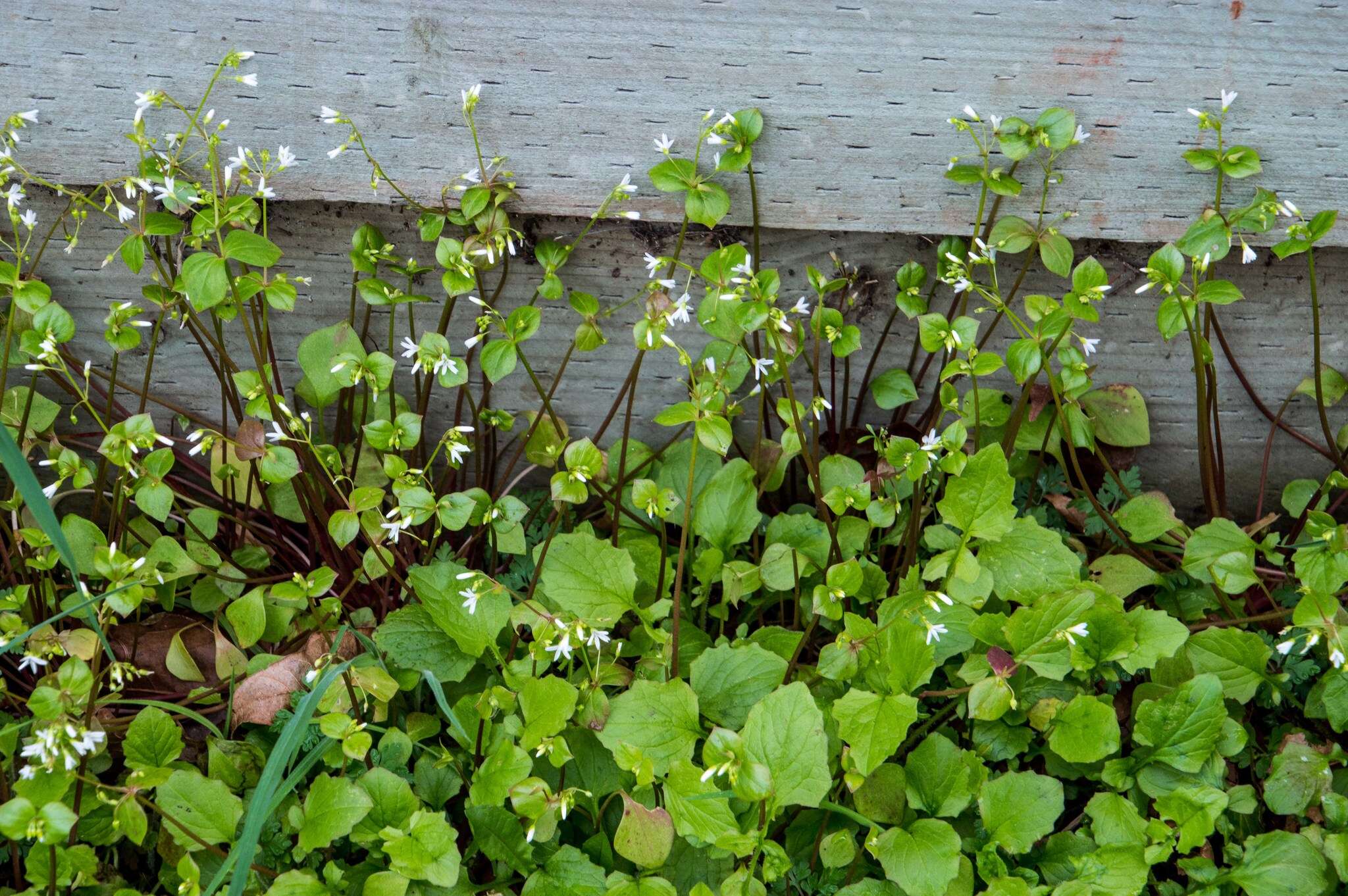 Image of Claytonia sibirica var. sibirica