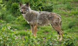 Image of Canis lupus italicus