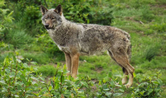 Imagem de Canis lupus italicus