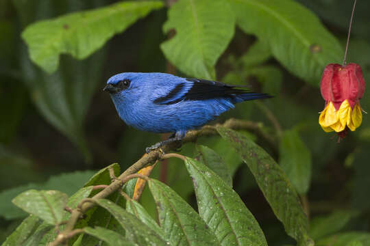 Image of Blue-and-black Tanager