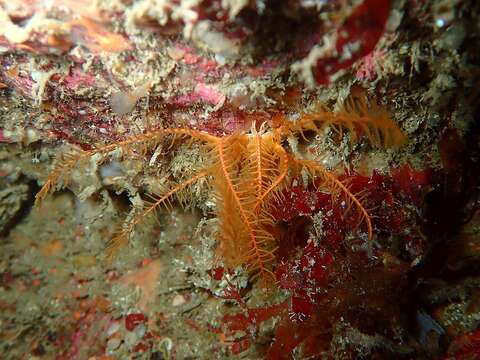 Image of rosy feather-star