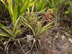 Image de Aechmea aquilega (Salisb.) Griseb.