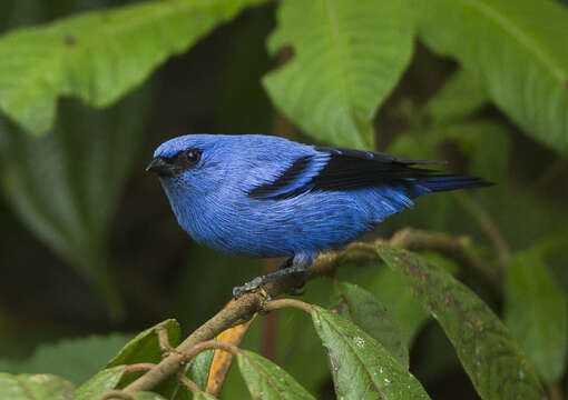 Image of Blue-and-black Tanager