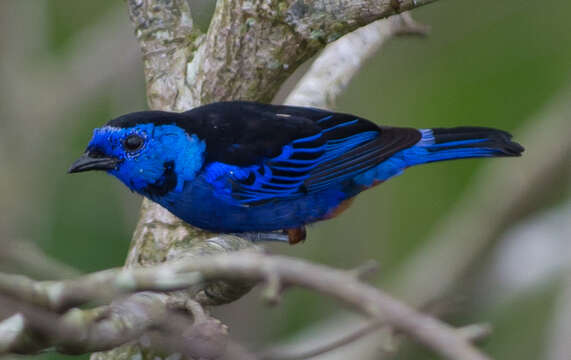 Image of Opal-rumped Tanager