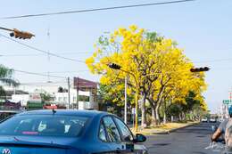 Image of Gold Tree